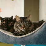 small pet for empty nest