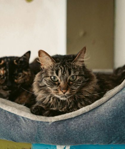 small pet for empty nest