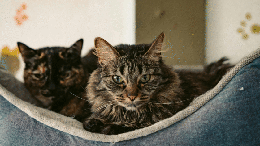 small pet for empty nest