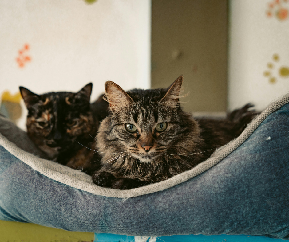 small pet for empty nest