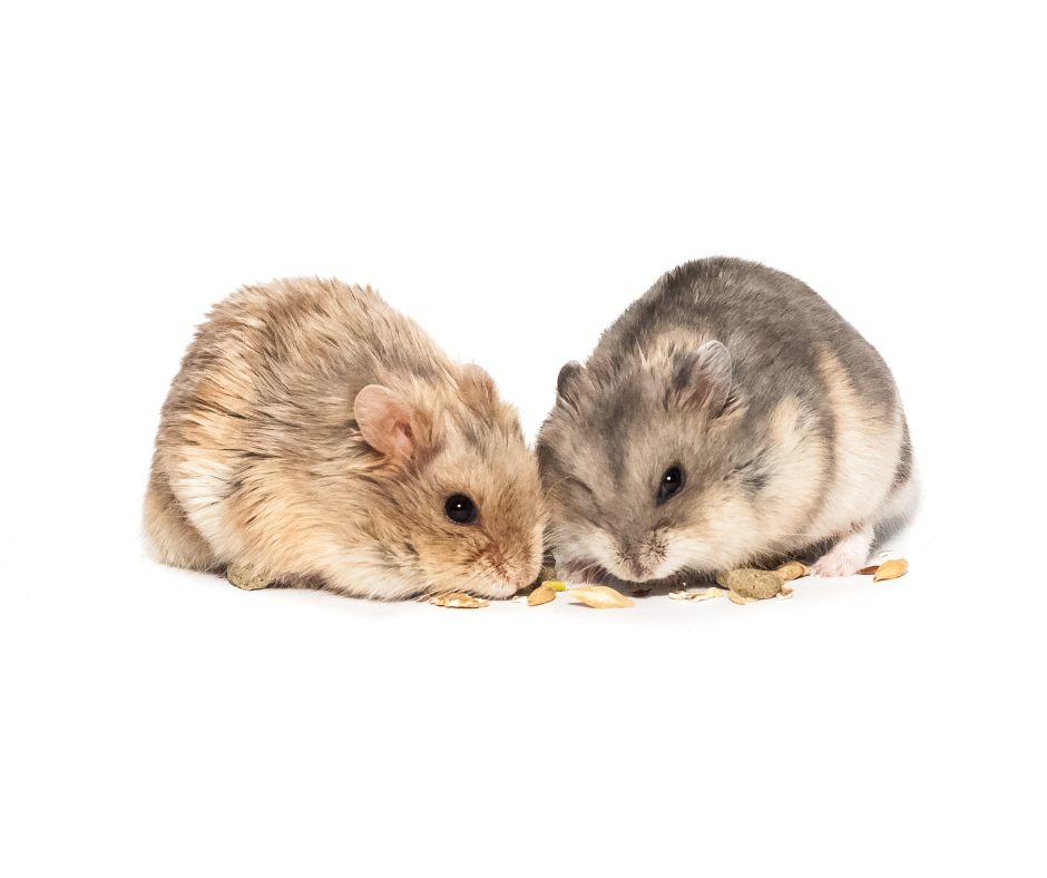 easy pets empty nest