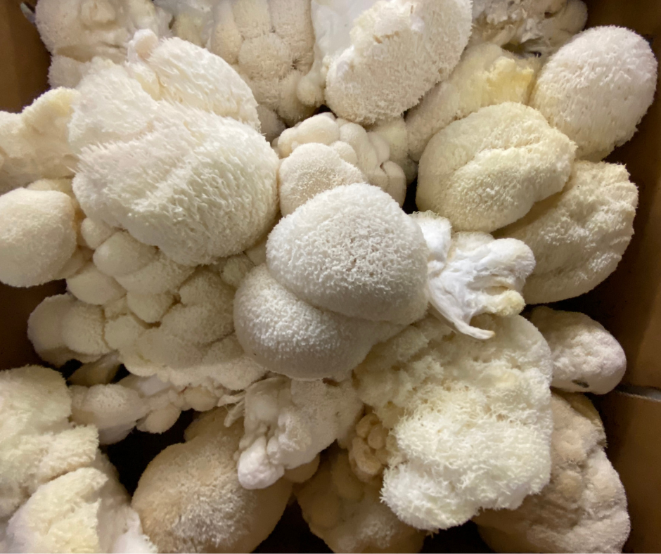 mushroom coffee menopause